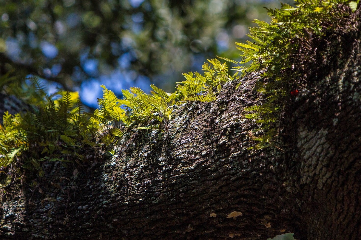 Ferns